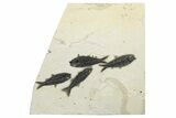 Multiple Fossil Fish (Mioplosus & Knightia) Plate - Wyoming #233918-1